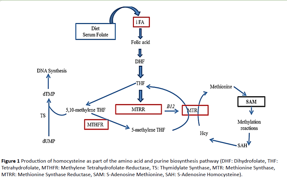 The Role Of Folate Dependent Genetic Susceptibility In The Risk Of Multiple Sclerosis Insight Medical Publishing