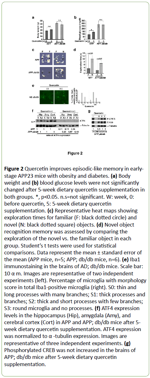 Dietary Quercetin Ameliorates Memory Impairment In A Murine Model Of Alzheimeraƒa A A A A S Disease With Obesity And Diabetes Suppressing Atf4 Expression Insight Medical Publishing